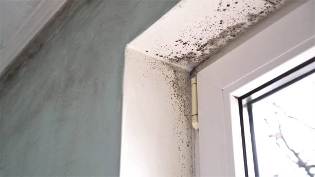 Shenandoah, PA Mold Inspection, Removal & Remediation Company